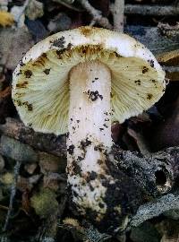 Pseudosperma sororium image