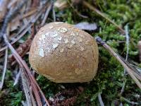 Lycoperdon mammiforme image