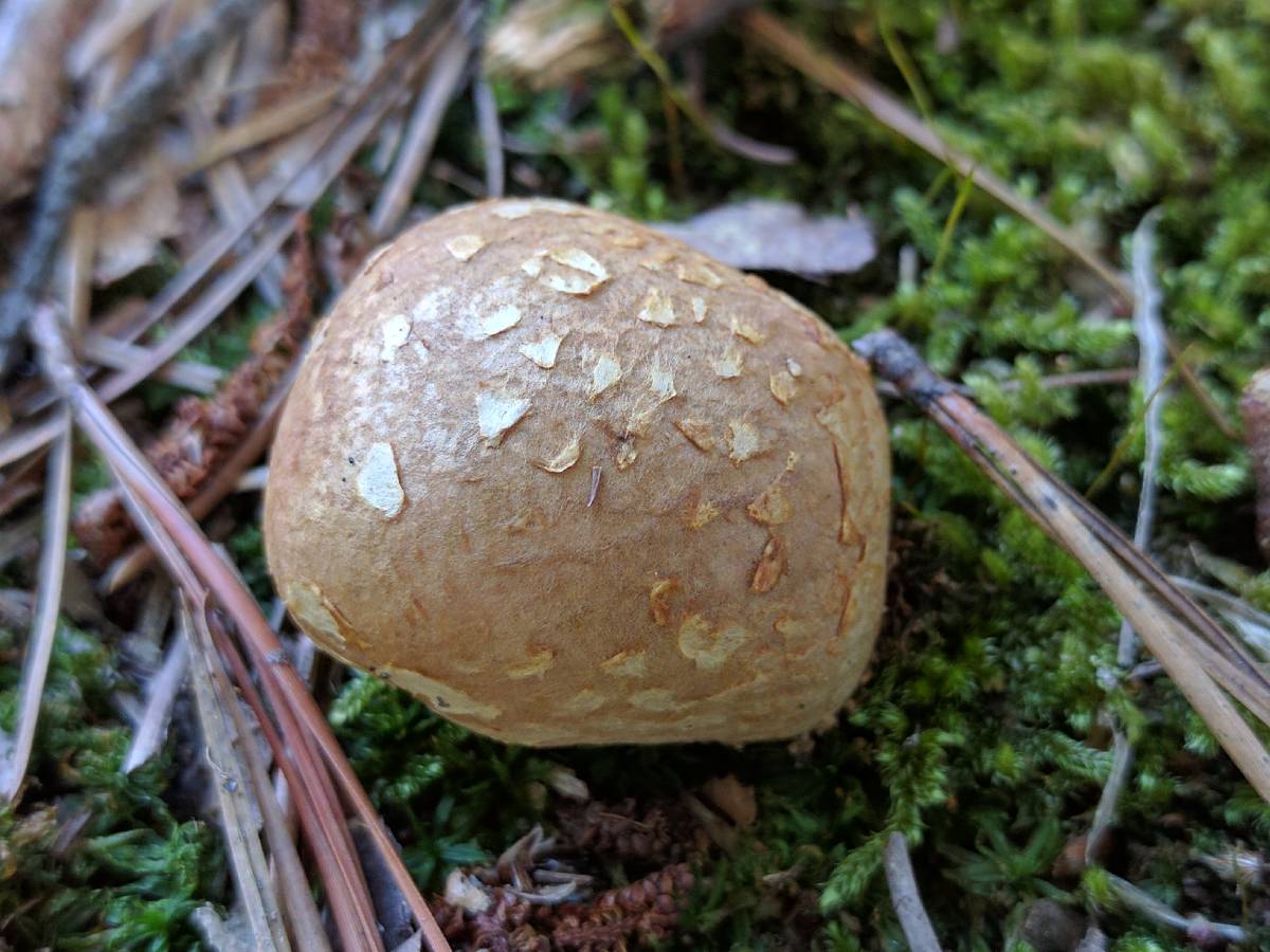 Lycoperdon mammiforme image