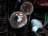 Lycoperdon marginatum image