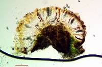 Rinodina oxydata image