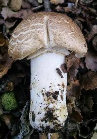 Agaricus californicus image