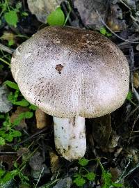 Agaricus californicus image