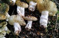 Russula cerolens image