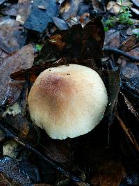 Lepiota spheniscispora image