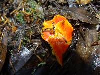 Hygrocybe aurantiosplendens image