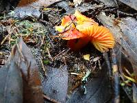 Hygrocybe aurantiosplendens image