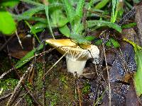 Cuphophyllus pratensis image