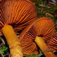 Cortinarius rubellus image