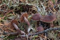 Cortinarius carabus image