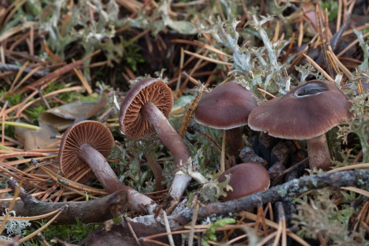 Cortinarius carabus image