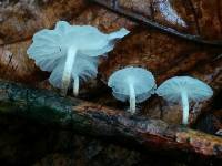 Hemimycena candida image