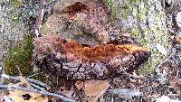 Phellinus everhartii image