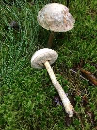 Leccinum holopus image