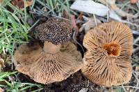 Clitocybe brunneocephala image