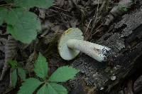 Boletus nobilis image