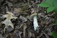 Boletus nobilis image