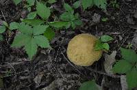 Boletus nobilis image