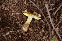 Amanita flavorubescens image