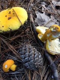 Russula flavida image