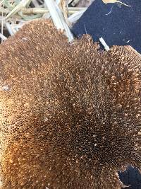 Daedaleopsis confragosa image