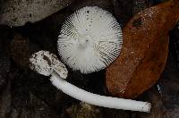 Amanita sect. Vaginatae image