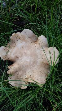 Clitocybe brunneocephala image