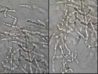 Dacrymyces stillatus image