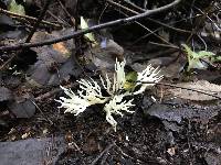 Ramariopsis kunzei image