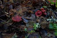 Hygrocybe punicea image