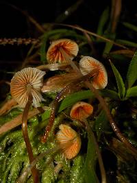 Mycena aurantiomarginata image