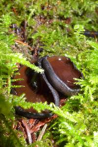 Pseudoplectania vogesiaca image