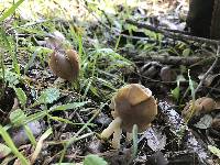 Helvella compressa image