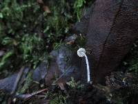 Mycena adscendens image