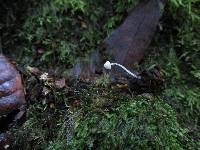 Mycena adscendens image