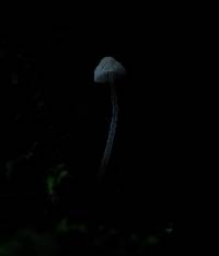 Mycena adscendens image