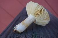 Russula puellaris image