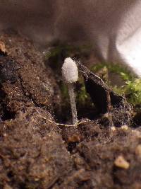 Coprinopsis foetidella image