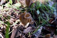 Helvella compressa image