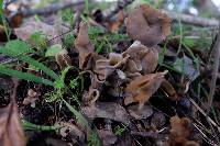 Helvella compressa image