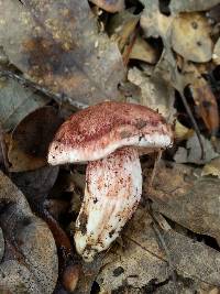 Hygrophorus russula image