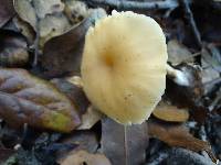 Clitocybe fragrans image