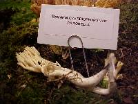 Ramaria cystidiophora var. citronella image