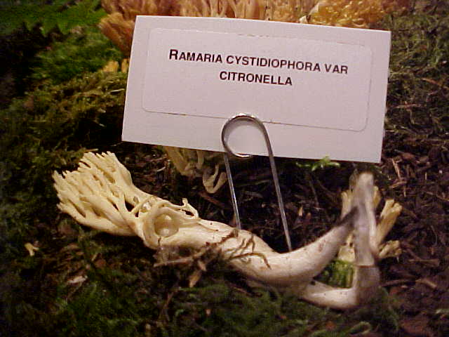 Ramaria cystidiophora var. citronella image