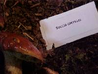 Suillus grevillei image