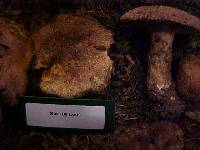 Suillus lakei image