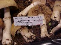 Cortinarius caperatus image