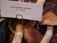 Cortinarius laniger image