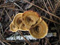 Coltricia perennis image