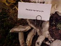 Tricholoma virgatum image